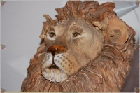 2008-09-30-lion